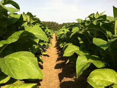 Row of tobacco plants growing in field