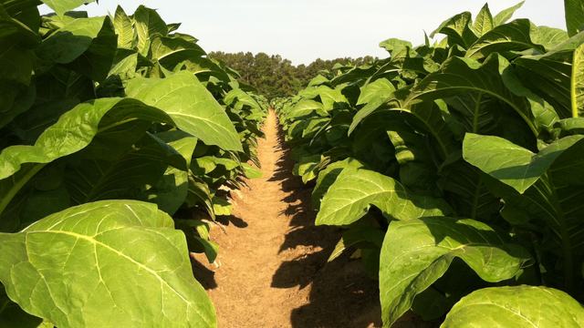 Row of tobacco plants growing in field