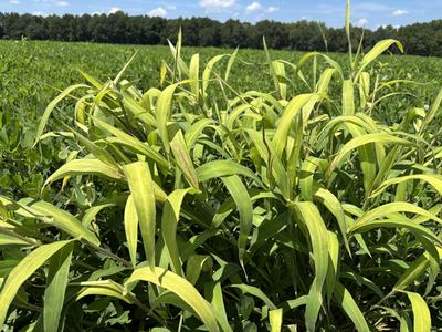 Partially control Texas millet.