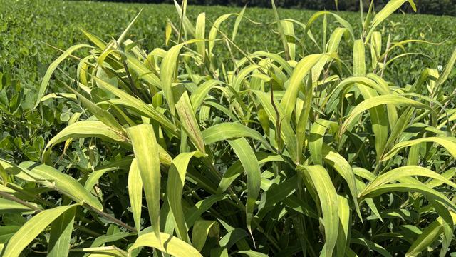 Partially control Texas millet.
