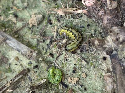 Insects on soil surface after beat cloth