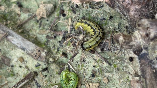 Insects on soil surface after beat cloth