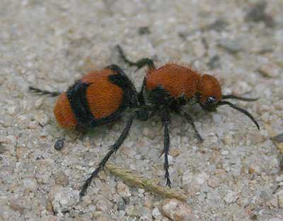 velvet ant
