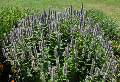 Agastache 'Blue Fortune'