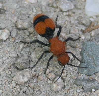velvet ant