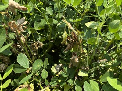 Stem rot affected plant