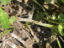 Stem rot infecting peanut limb