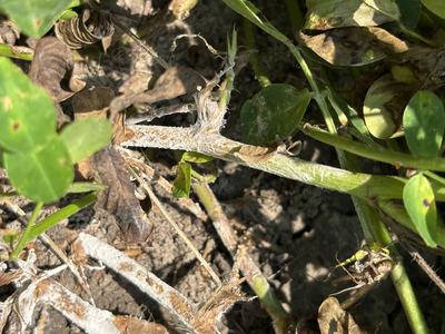 Stem rot infecting peanut limb