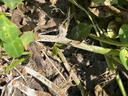 Close up of southern stem rot in peanuts at soil line