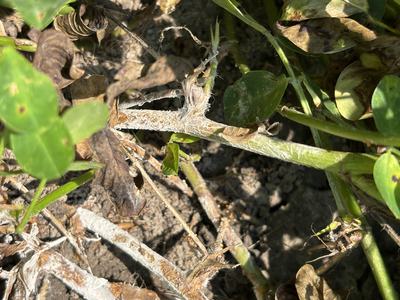 Close up of southern stem rot in peanuts at soil line