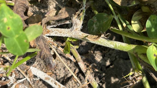 Close up of southern stem rot in peanuts at soil line