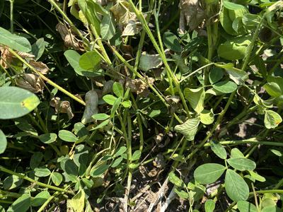 Southern stem rot in peanuts
