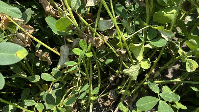 Southern stem rot in peanuts