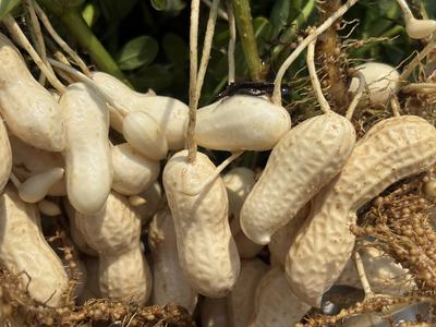 Variation in pod maturity peanut
