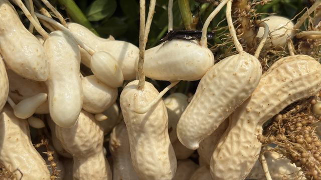 Variation in pod maturity peanut