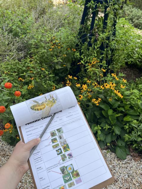 Filling out pollinator census form in the garden.