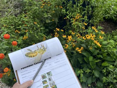 Filling out pollinator census form in the garden.