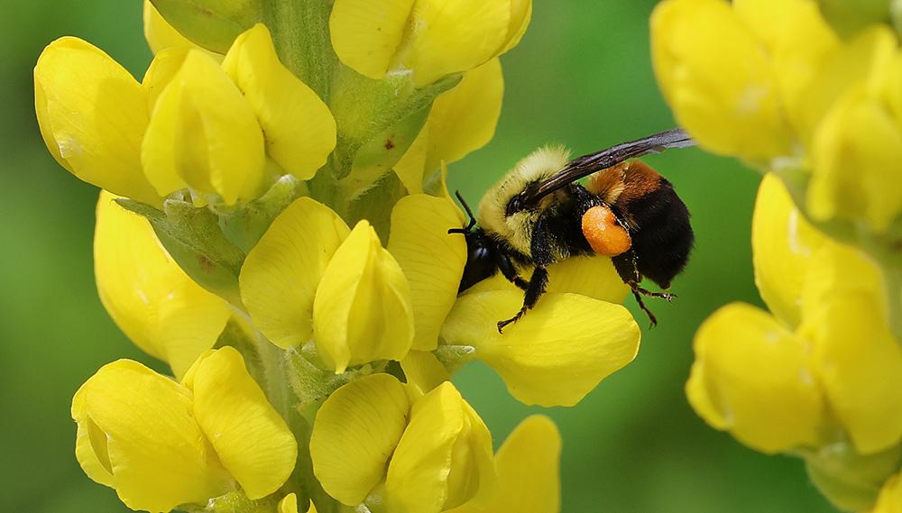 bumble foraging on yellow Carolina lupine bloom