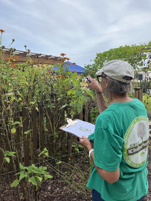 Master gardener counting pollinators on flowers for the pollinator census.