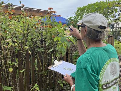 Master gardener counting pollinators on flowers for the pollinator census.