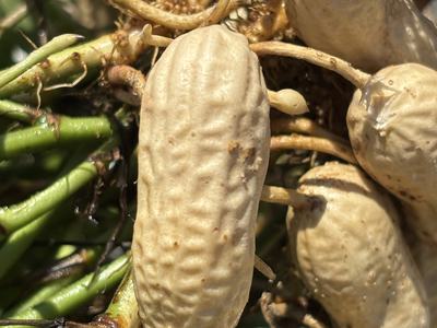 Single pod in peanuts