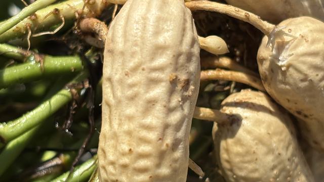 Single pod in peanuts