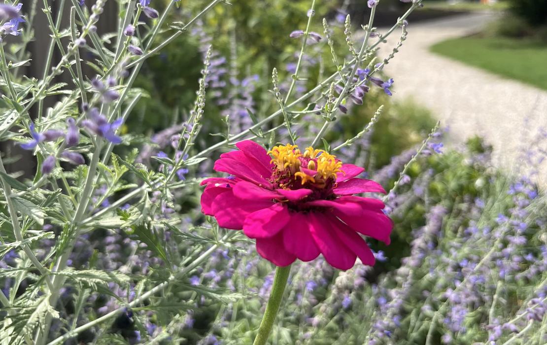 Flowers on a sunny day.