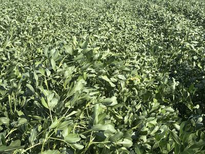 Drought stressed peanuts