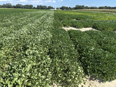 Drought response to plant density