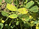 Leaf Spot in the peanut canopy
