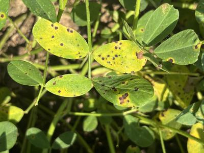Leaf Spot in the peanut canopy