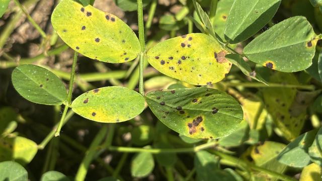 Leaf Spot in the peanut canopy
