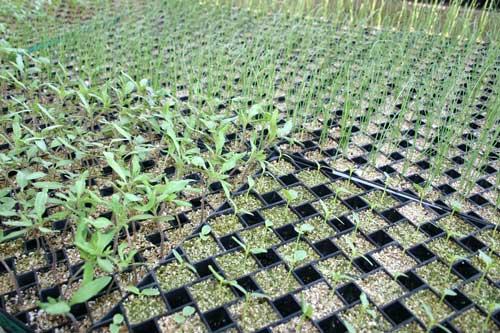 transplants in greenhouse