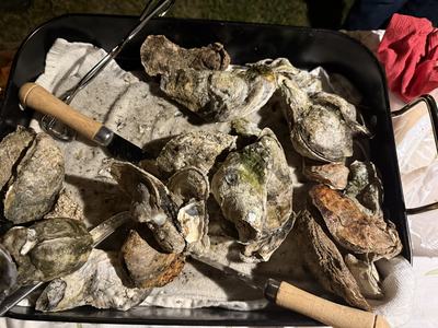 Cluster of oysters with oyster shuckers.
