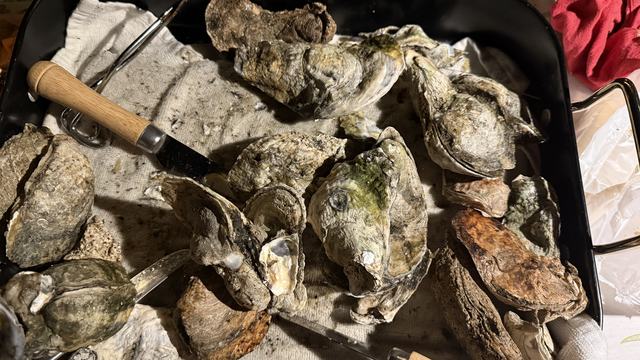 Cluster of oysters with oyster shuckers.