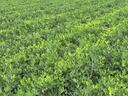 Peanuts at Rocky Mount