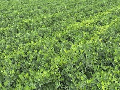 Peanuts at Rocky Mount