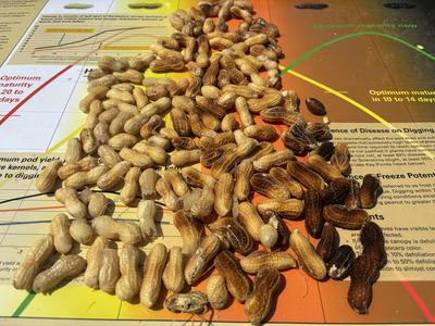Peanuts planted in early May near Rocky Mount with sample on August 27