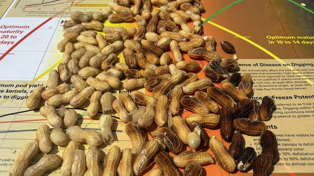 Peanuts planted in early May near Rocky Mount with sample on August 27
