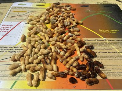 Maturity on August 27 peanuts planted April 15 Lewiston