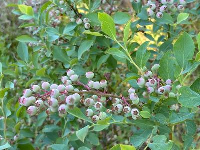 Blueberries ripening on a bush