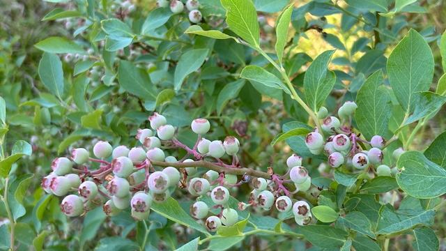 Blueberries ripening on a bush