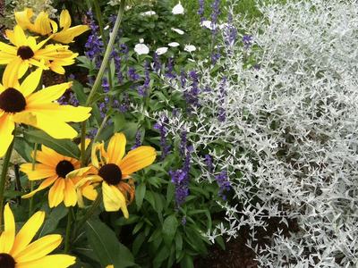Black eyed Susans, salvia, and other plants in a garden border.