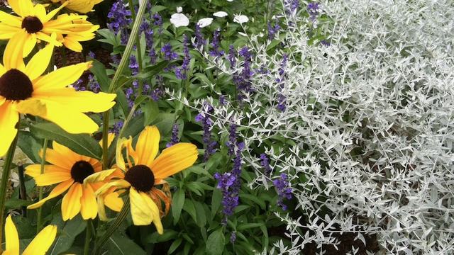 Black eyed Susans, salvia, and other plants in a garden border.