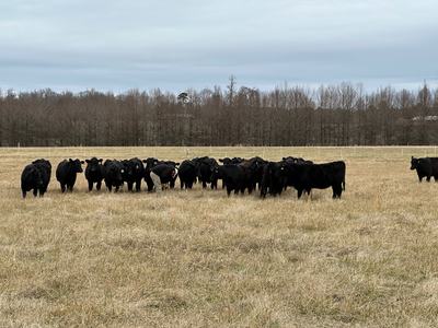 cows grazing stockpiled tall fescue