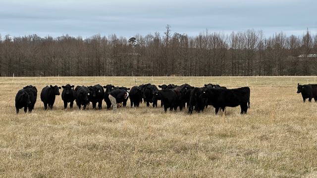 cows grazing stockpiled tall fescue
