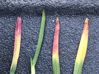 Blades of turfgrass that show red, yellow, and green colors due to temperature stress.