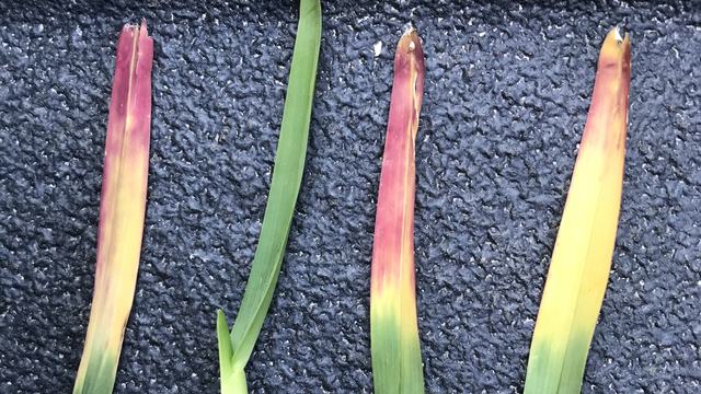 Blades of turfgrass that show red, yellow, and green colors due to temperature stress.