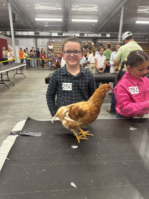 boy holding chicken