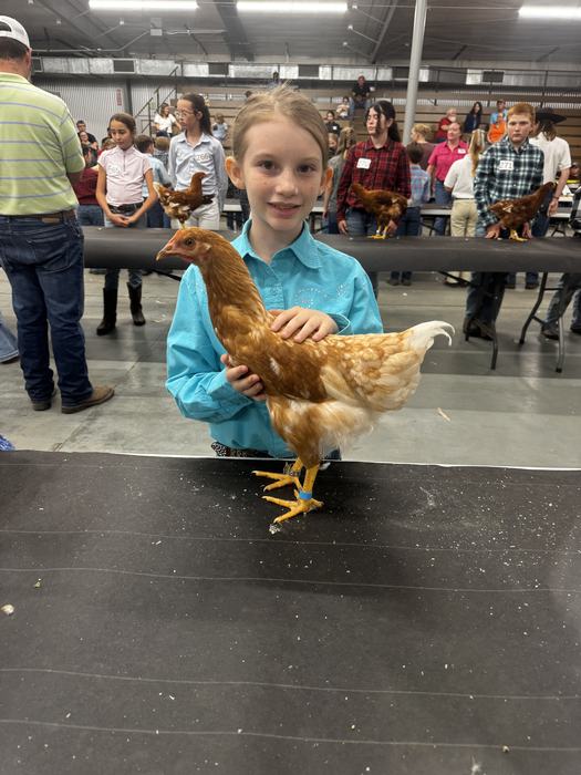 girl holding chicken